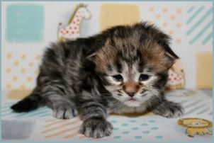 Female Siberian Kitten from Deedlebug Siberians